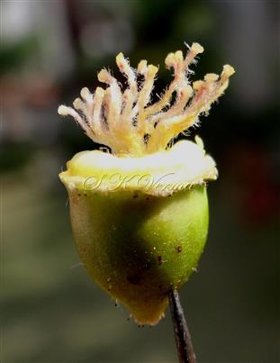  Hypanthium with gynoecium